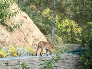 bobcat