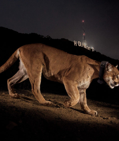 P22  under the Hollywood sign in the December 2013 issue of National Geographic Photo – Steve Winter