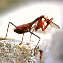 Praying Mantis eating smaller bug. Photo Courtesy Laura Davis