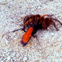 Tarantula dragging its prey. Photo courtesy Laura Davis