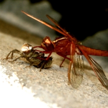 Dragon fly emerging from its shell. Photo courtesy Laura Davis