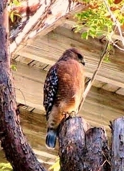 Cooper's Hawk | Accipiter cooperii