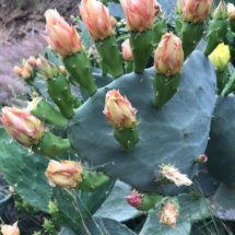 Opuntia Oricola