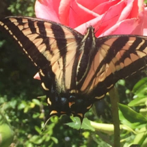 Swallowtail